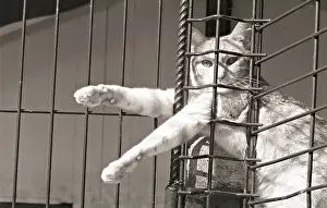 Lost: Cat from his legs in a grid Refuge of Beauregard