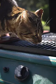 Daily: Cat licking the grill of a barbecue France