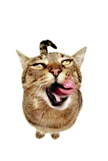 Licks: Cat licking its mouth, seen from above