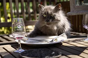 Tables: Cat licking a plate France