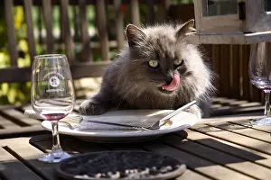 Tables: Cat licking a plate France