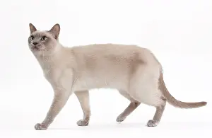 Mink: Cat - Lilac Mink Tonkinese