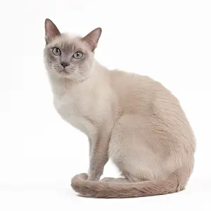 Mink: Cat - Lilac mink Tonkinese