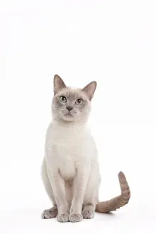 Mink: Cat - Lilac Mink Tonkinese