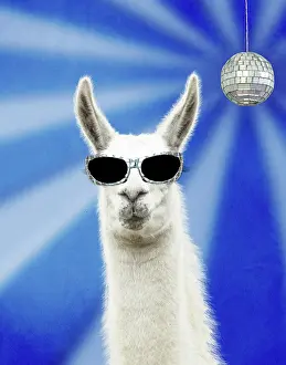 Dude: CAT - Llama wearing sunglasses with disco ball