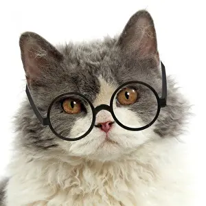 Thin: Cat