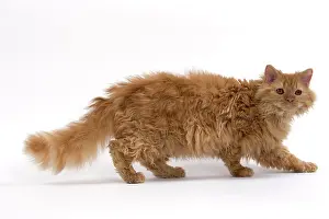 Rexs: Cat Long-haired Selkirk Rex