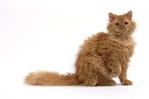 Rexs: Cat Long-haired Selkirk Rex