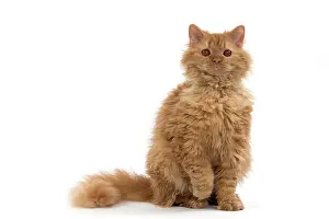 Rexs: Cat Long-haired Selkirk Rex