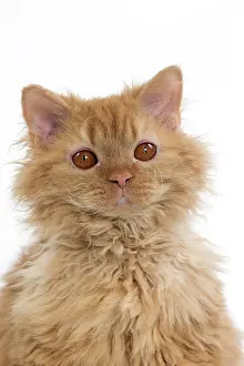 Rexs: Cat Long-haired Selkirk Rex