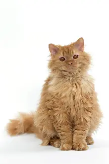 Rexs: Cat Long-haired Selkirk Rex