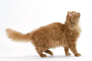 Rexs: Cat Long-haired Selkirk Rex