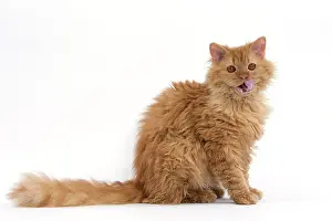 Rexs: Cat Long-haired Selkirk Rex