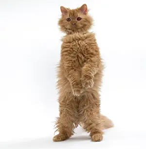 Rexs: Cat Long-haired Selkirk Rex
