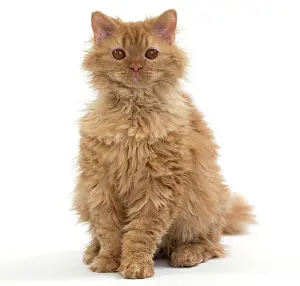 Rexs: Cat Long-haired Selkirk Rex