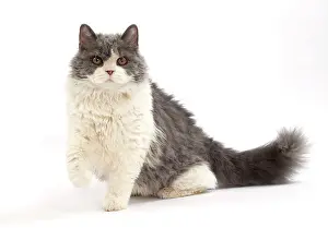 Rexs: Cat Long-haired Selkirk Rex