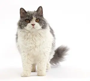 Rexs: Cat Long-haired Selkirk Rex