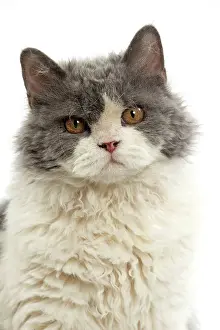 Rexs: Cat Long-haired Selkirk Rex