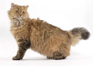 Rexs: Cat Long-haired Selkirk Rex
