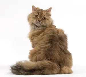 Rexs: Cat Long-haired Selkirk Rex