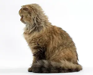 Rexs: Cat Long-haired Selkirk Rex