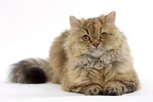 Rexs: Cat Long-haired Selkirk Rex