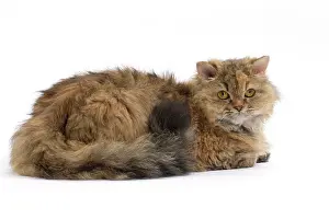 Rexs: Cat Long-haired Selkirk Rex