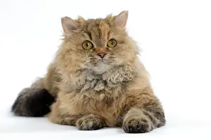 Rexs: Cat Long-haired Selkirk Rex