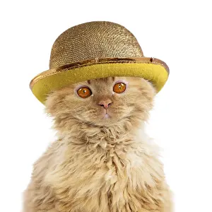 Selkirk: Cat - Long-haired Selkirk Rex wearing golden bowler hat