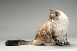 Backwards: Cat - long-haired, side view, sitting looking backwards
