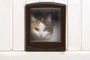 Rooms: Cat looking through a catflap France
