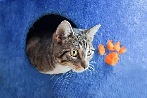 220822: Cat looking out of a hole