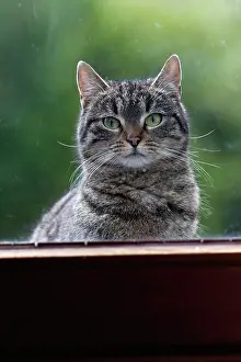 Peer: Cat - looking through house window from outside