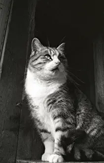 Bored: Cat looking up Refuge of Beauregard France