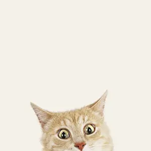 Surprised: Cat, looking surprised peering over the top