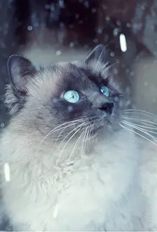 Frederic Rolland: Cat looking out of window, close-up of head