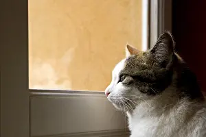Windows: Cat looking through the window of a house France