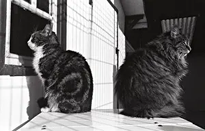 Bored: Cat looking out the window Refuge of Beauregard France