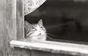 Beauregard: Cat looking out the window Refuge of Beauregard France