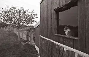 Bored: Cat looking out the window Refuge of Beauregard France