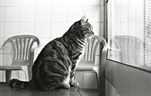 Tables: Cat looking out the window Refuge of Beauregard France