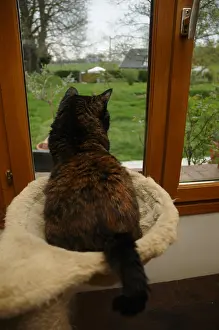 Tortoiseshell: Cat looking out the window sitting on a cat tree