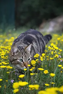 Steal: Cat on the lookout in a field of dandelions France