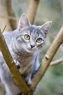 Thoughtful: Cat on the lookout in a tree Alsace France