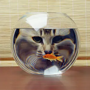 Goldfishes: Cat - looks at Goldfish in bowl