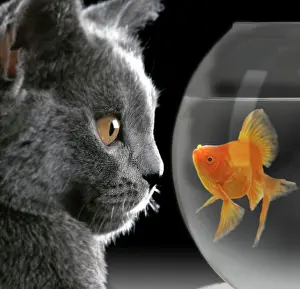 Tanks: Cat - looks at Goldfish in bowl