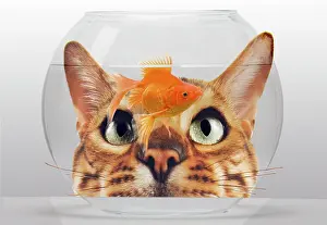 Tanks: Cat - looks at Goldfish in bowl