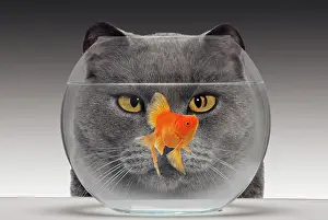 Jean-michel Labat: Cat - looks at Goldfish in bowl