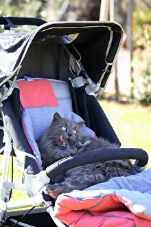 Stroller: Cat lying in a baby stroller France