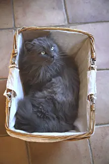 Trugs: Cat lying in a basket France